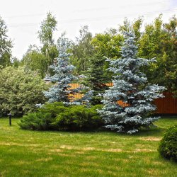 Контрастная группа в проекте дачного участка фото